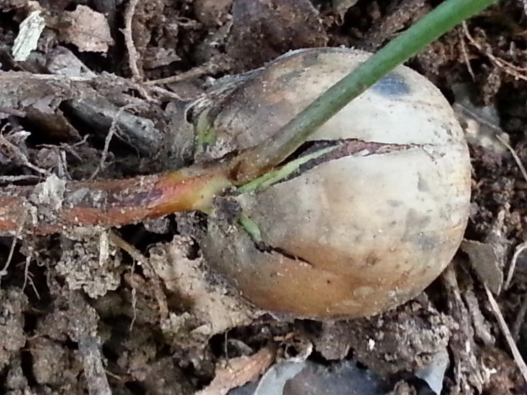 990F643D5D7494611A12AE