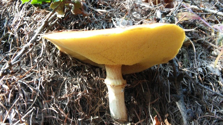 2416D13E56281DE53F4E54