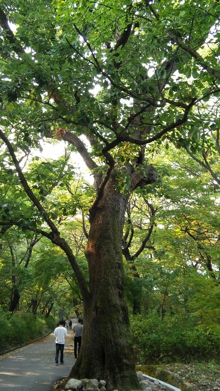 2452E445560FBD07483738