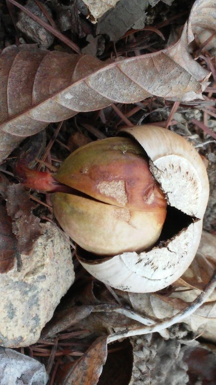 2350483C54FA62CA06DD0A