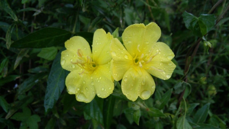 2534A24057C39A1A211183