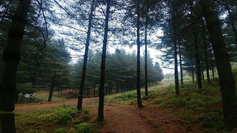 993F75475BD65E5635B21F