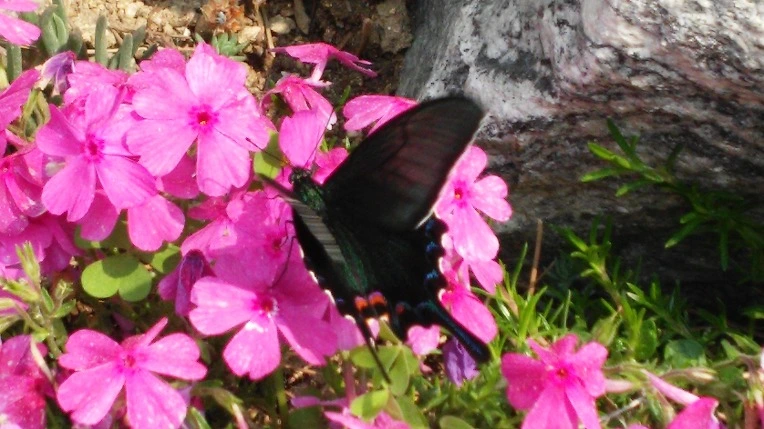 250EBD4B5724694E253887