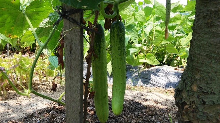 2238B3445765F4D71C4B7F