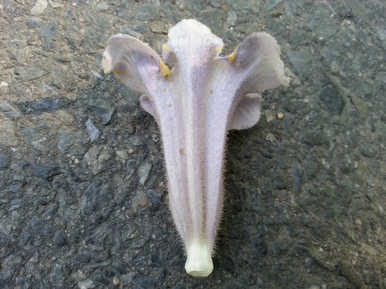 230E733F536DEAD019AB21