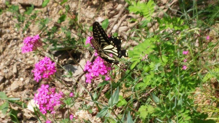 2535644155E54B252ED334