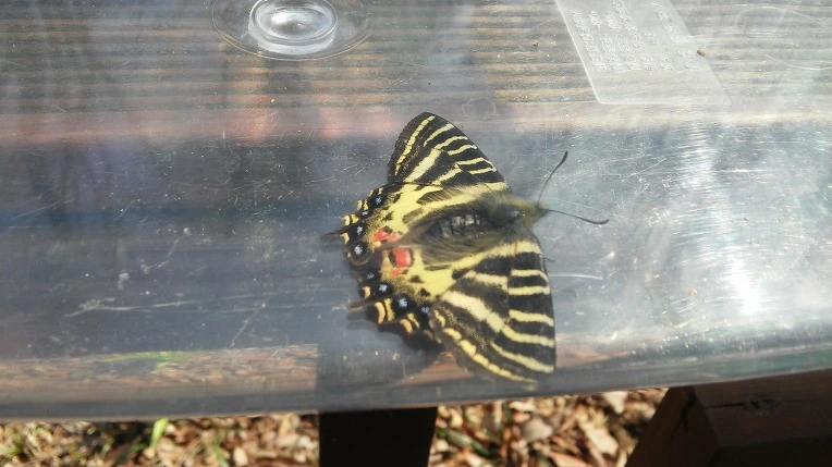 2652C4425699F13A0B6755