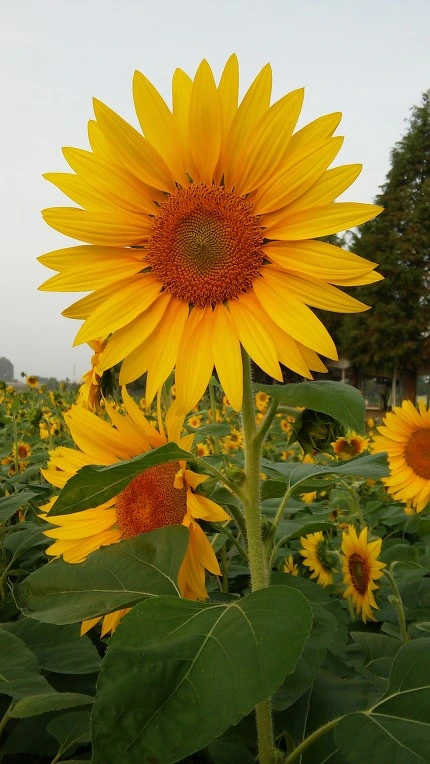 2566394657EB356C0E84D0