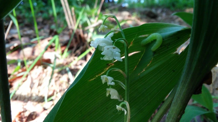 254CFD49572929BC22A6E7