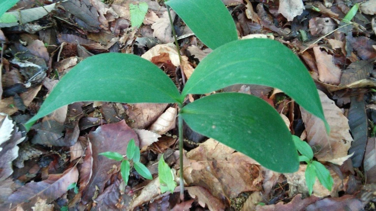 213B6249572929C31F048B