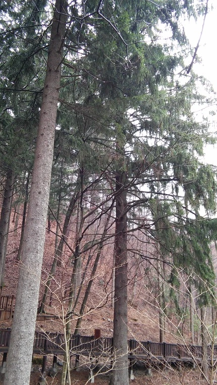 273C6D3556EB9B942EF0EB