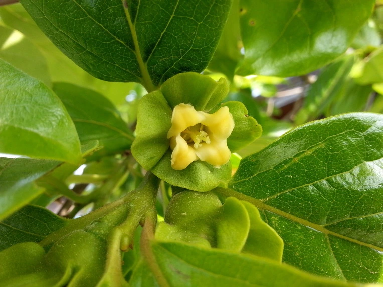 2262724658205CDA14AB4B