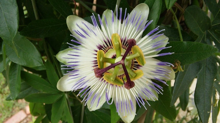 215FA247579FED2A21D86D