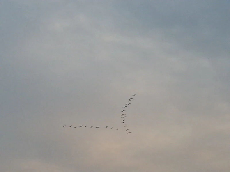 22187841541A946C2C148D