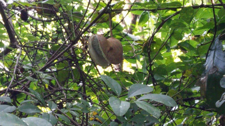 2205473855F8EF2D1ADD13