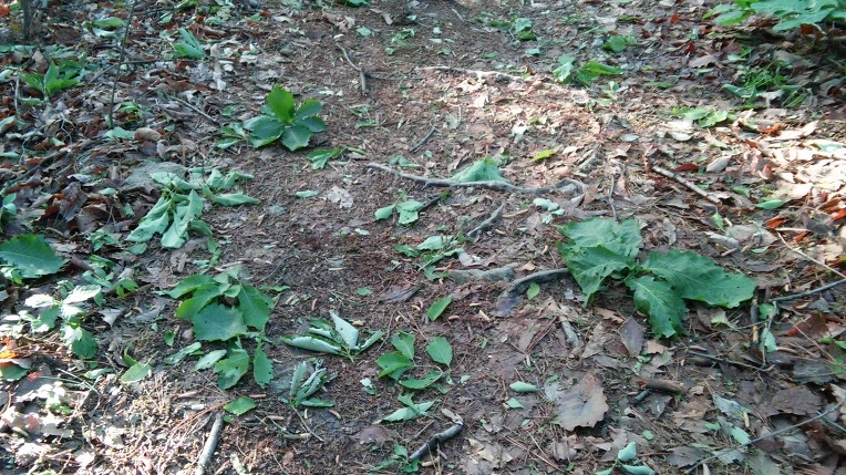 2362994D57292CE41A3245