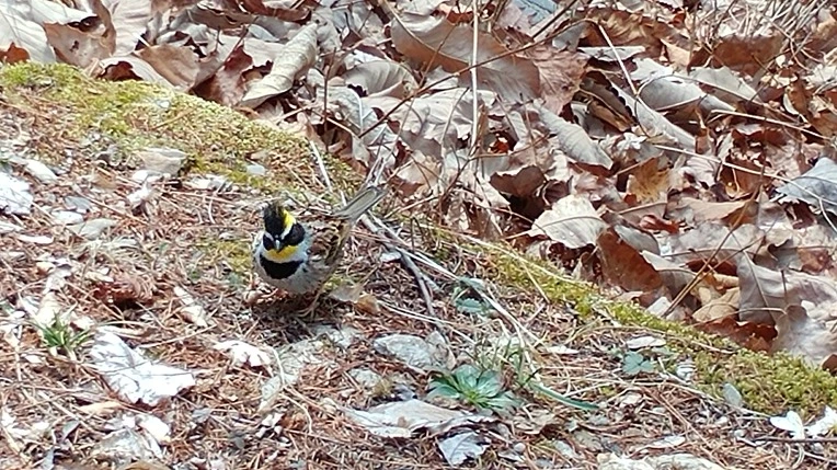 99A947425AC8A28739283F