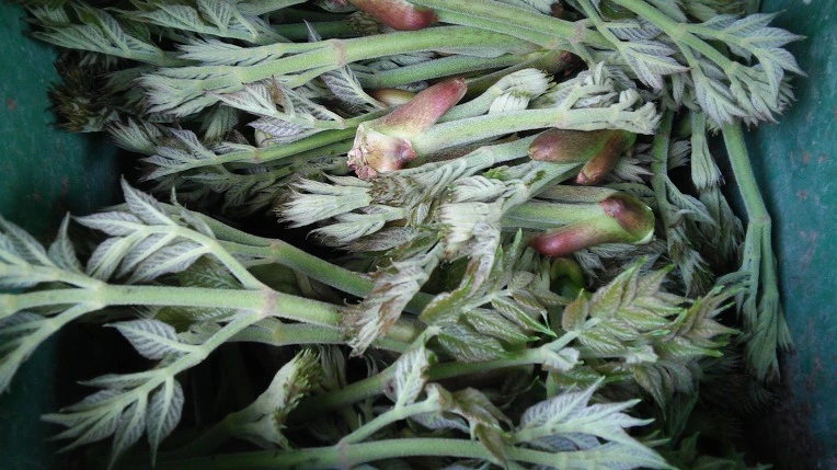 24263A425714A18C074A82