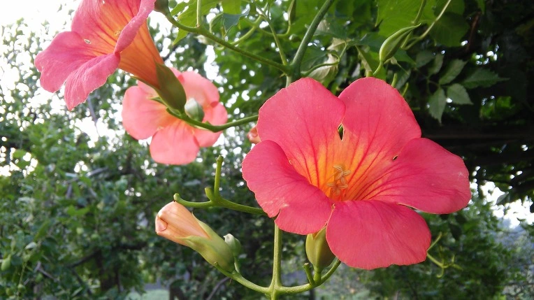 263DC04257C7924A352442