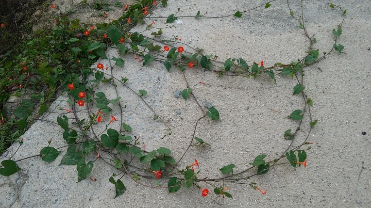 242E404A57E701F61D2BE7