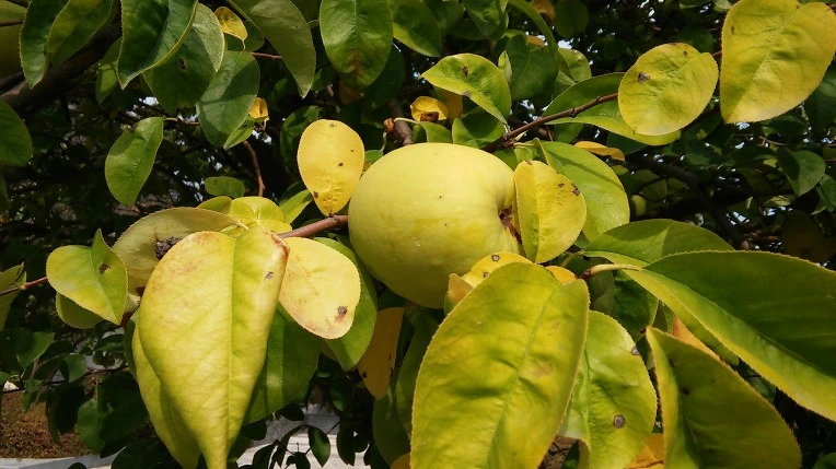 22664833562A9F2B314AE0