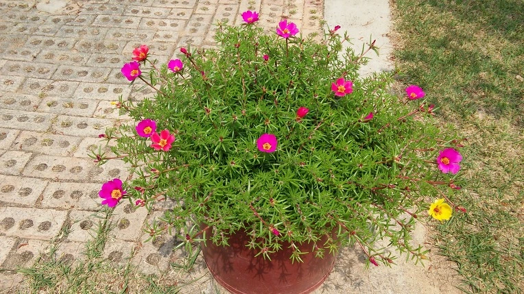 26546433575A231615332B