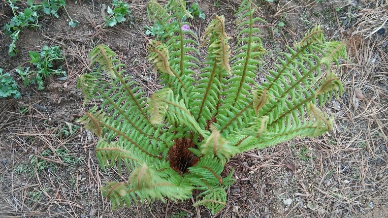 222FAF435714A17235E4A2