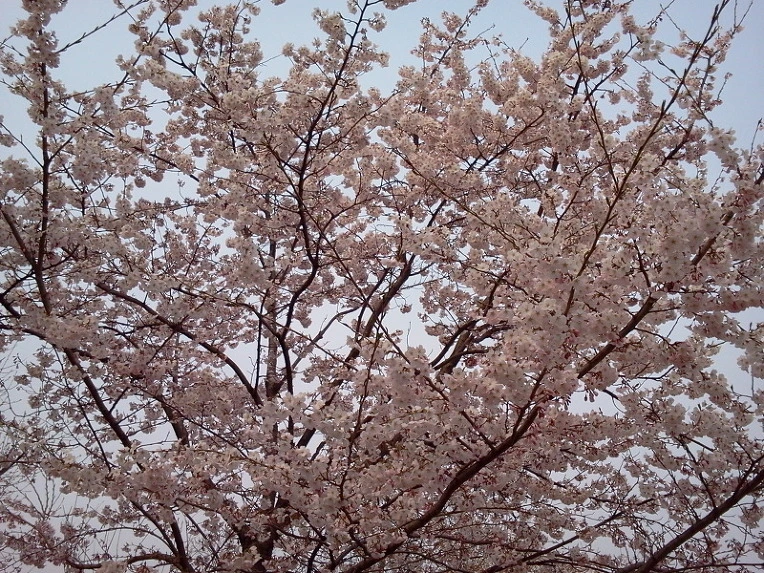 197177354DA5EEB518761C