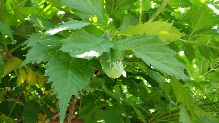 274E2A3C57BFDEB4363E68