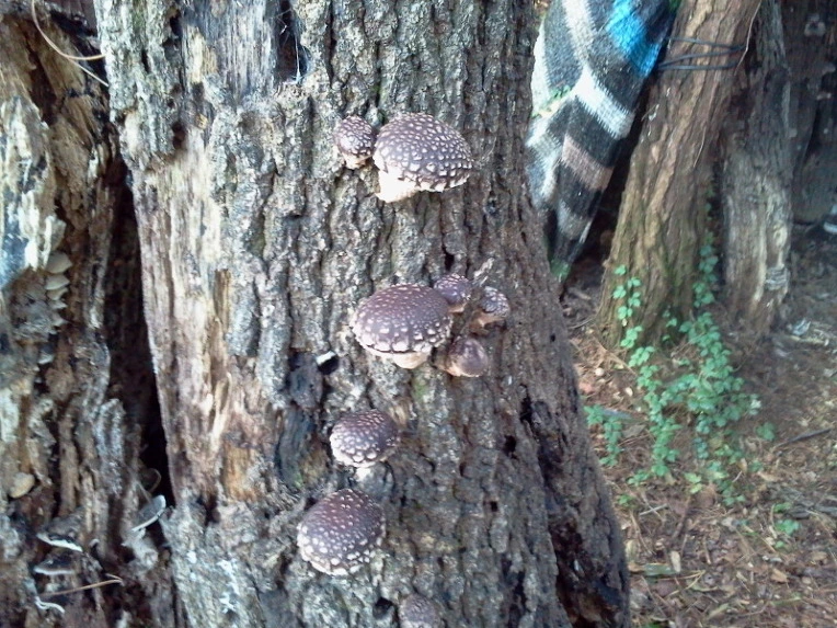 27409E3954241737339E6B