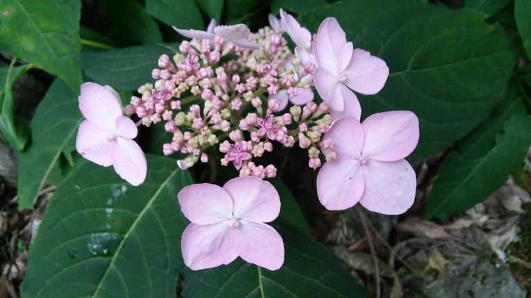 2552CB3E59557BCB24B0FE