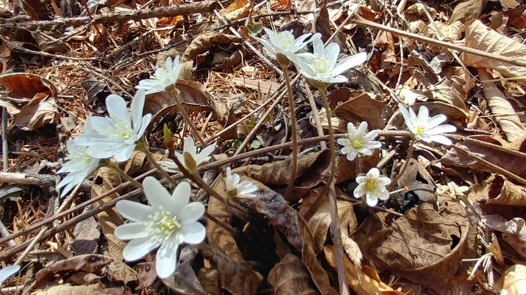 9905204B5CA072B03ED173