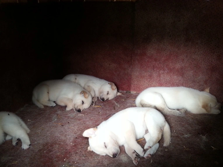 235C264D56946D401C71AE