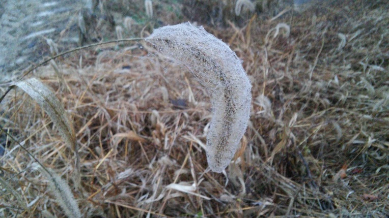 27152950564999CA33E558