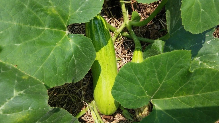 234269445765F4F31588E8