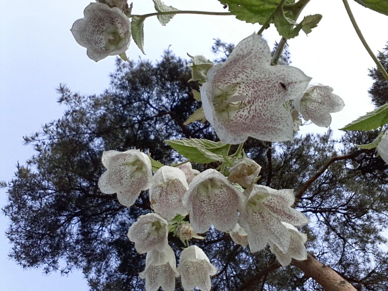 2506794F51BE936F33C426