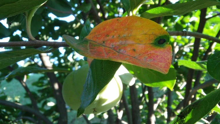 256F893957E3A3312D97D6