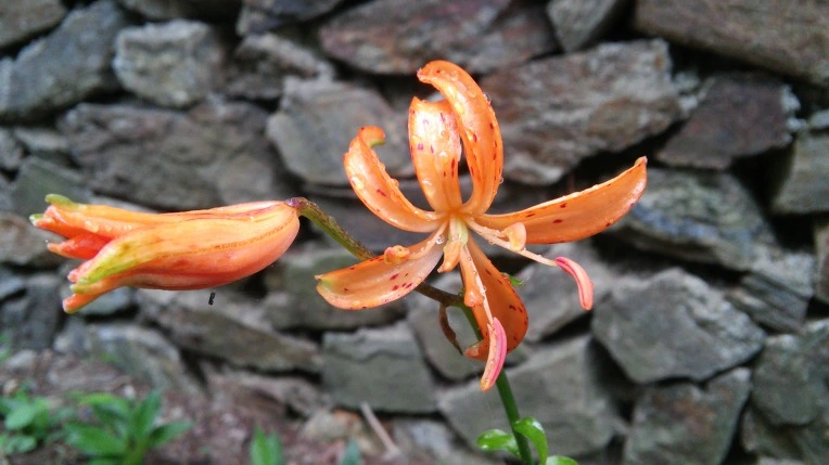 26F226335973DA3E210AAA