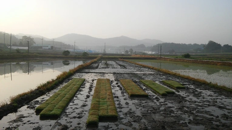 25461437572E66C61D3119