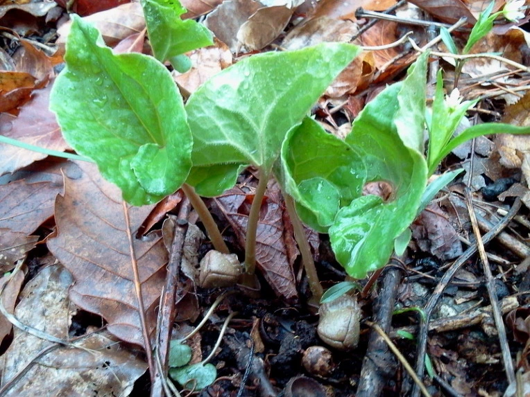 1424ED394DB6681328079E