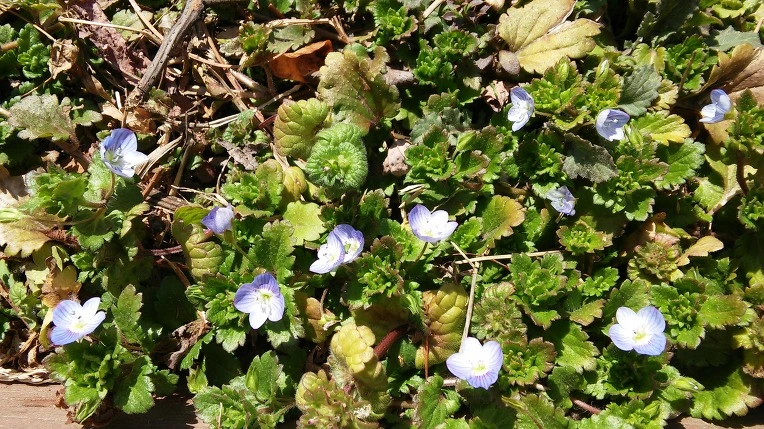 21729E4858A7C318185DC0