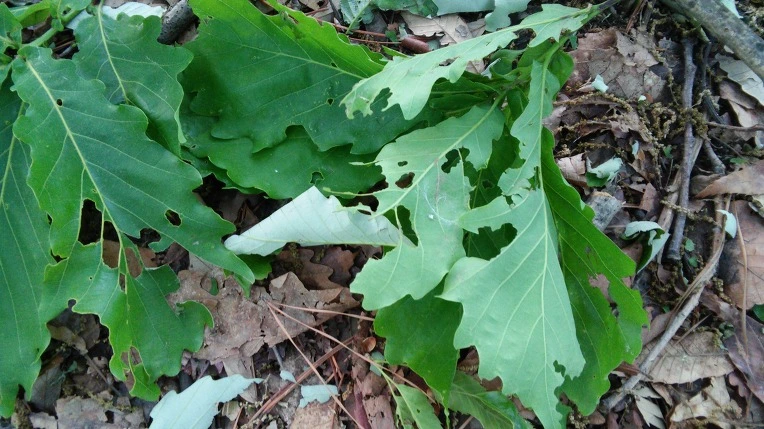 2560594A57292D221D81C2