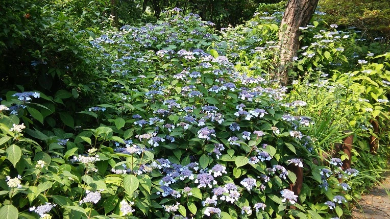 2331FD43576A346834E8A6