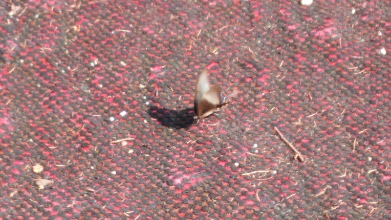 21111D4555C1ABB30A3CED