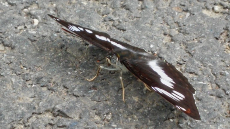 2226AA455699F76430C19E