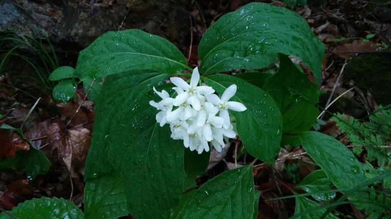 220ECC475924D6D716E97B