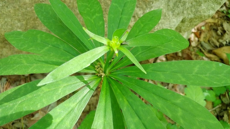 99E88D3B5DBE5F4131F65E