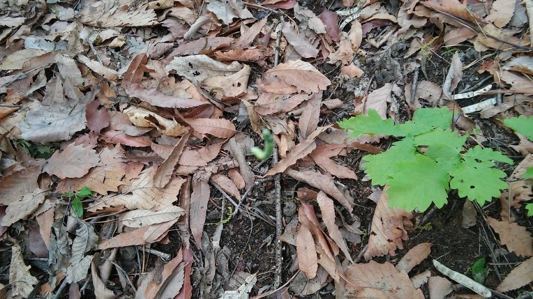 2541F147571AD1DE26D2F4