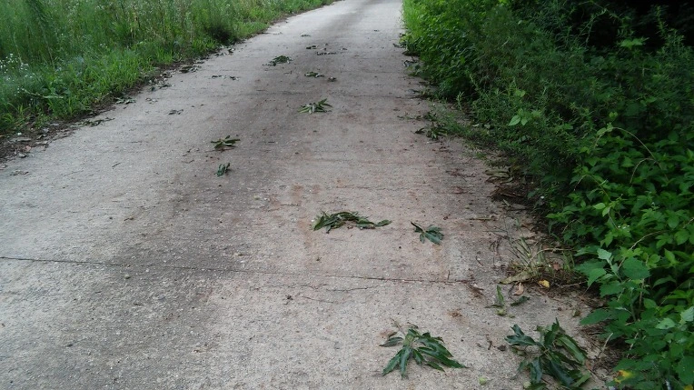 233DDD4C579FED6C146689