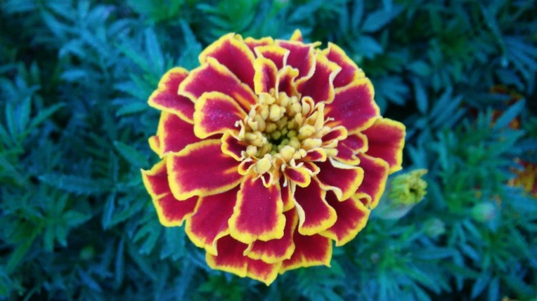 2420134C57D5E23830ED09